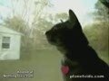 Прикольная подборка видео роликов про животных 1