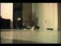 Crazy cats clip video - Very FUNNY
